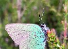 5 GREEN HAIRSTREAK, DERBYSHIRE.jpg